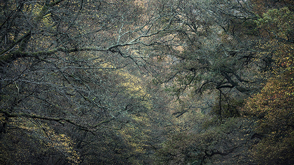 A recent landscape photograph made by Nigel Morton in the UK.