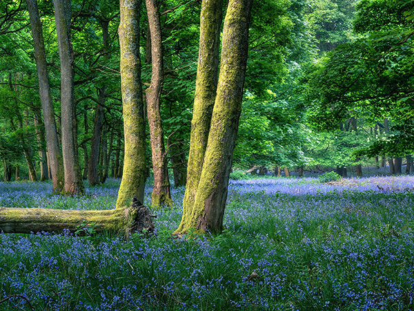 A recent landscape photograph made by Nigel Morton in the UK.
