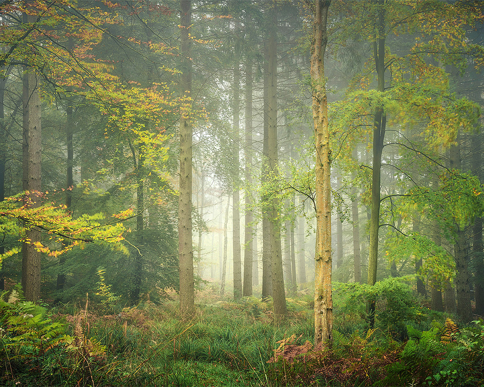 A colourful autumn scene of trees in mist in Broxbourne Wood