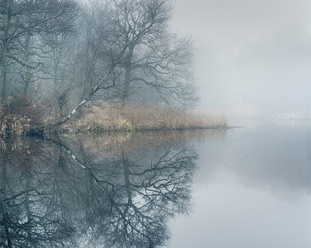Trees overhanging a pond on a foggy morning in Epping forest