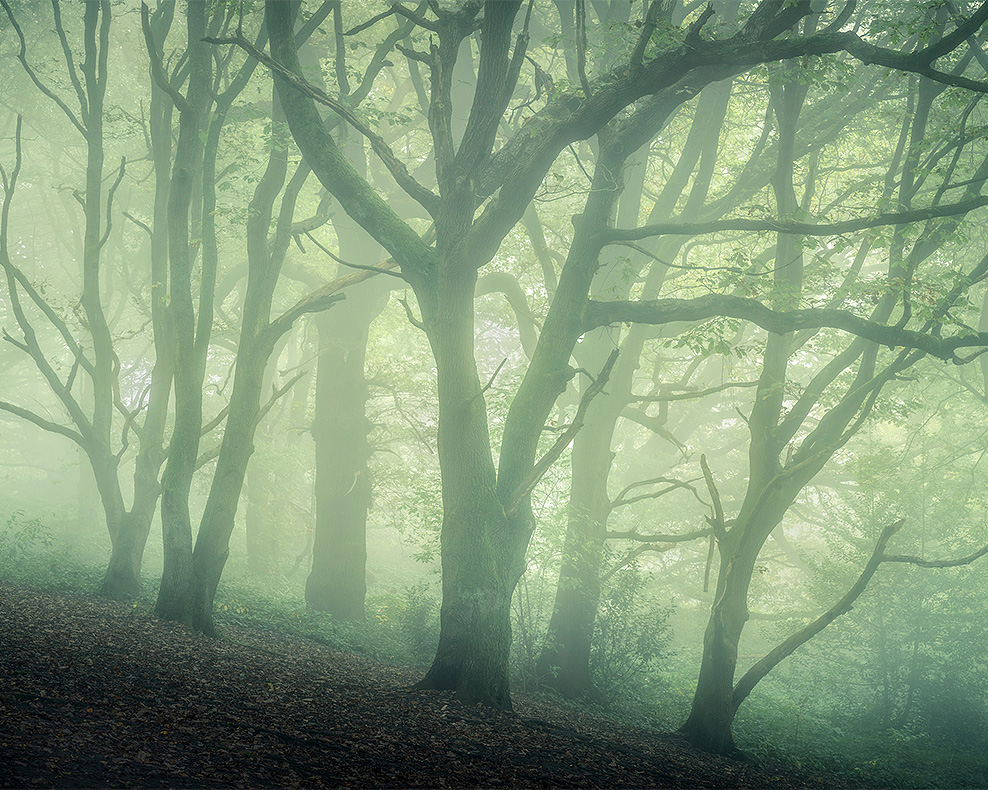 Thick fog shrouds trees in Hampstead Heath