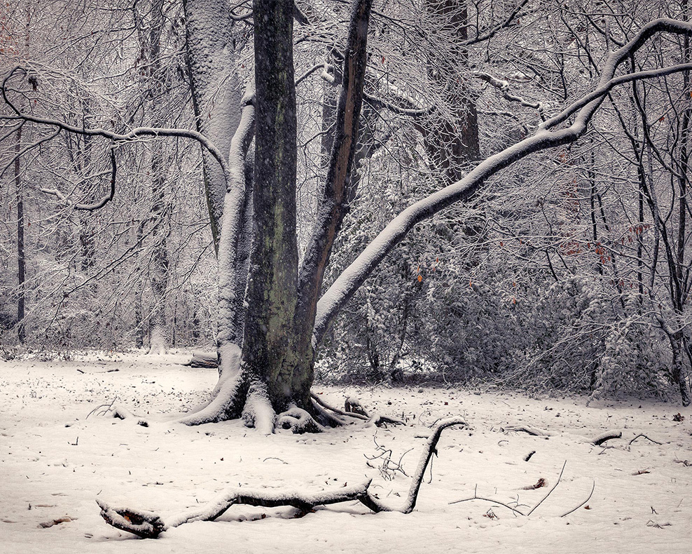A layer of snow covers the ground and trees in Highgate Wood