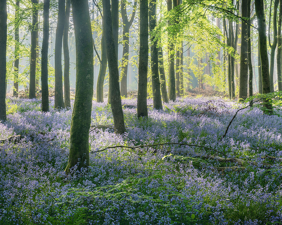 Sunlight cuts through beech trees with a carpet of bluebells on the ground