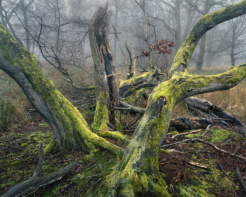 A recent image of an old tree in Epping Forest