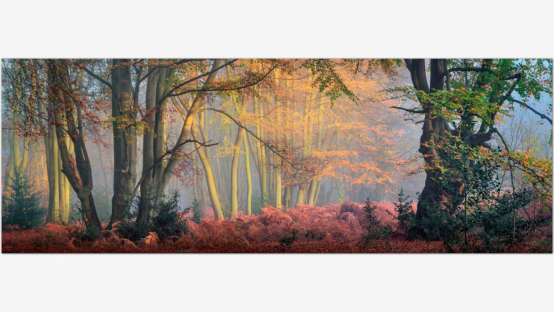 Loughton Camp in Epping Forest